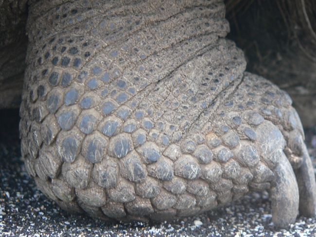 ../../Pictures/050210/071 Riesenschildkroete.JPG